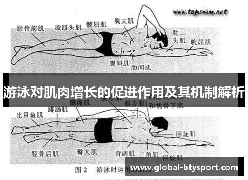 游泳对肌肉增长的促进作用及其机制解析